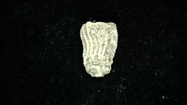 Genuine Mississippian Age Platycrinites Crinoid Fossil for Sale from Alabama #46a