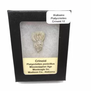 Genuine Mississippian Age Platycrinites Crinoid Box Fossil for Sale from Alabama #12