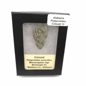 Genuine Mississippian Age Platycrinites Crinoid Box Fossil for Sale from Alabama #13