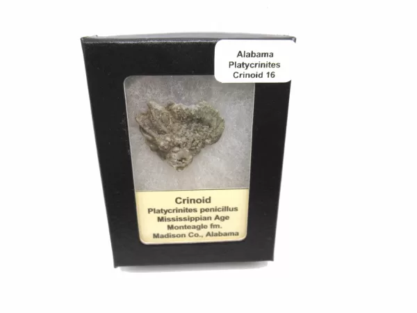 Genuine Mississippian Age Platycrinites Crinoid Box Fossil for Sale from Alabama #16