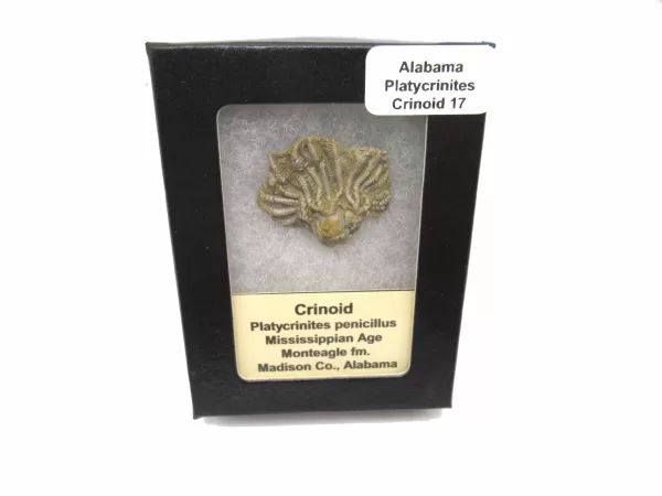 Genuine Mississippian Age Platycrinites Crinoid Box Fossil for Sale from Alabama #17