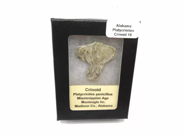 Genuine Mississippian Age Platycrinites Crinoid Box Fossil for Sale from Alabama #18