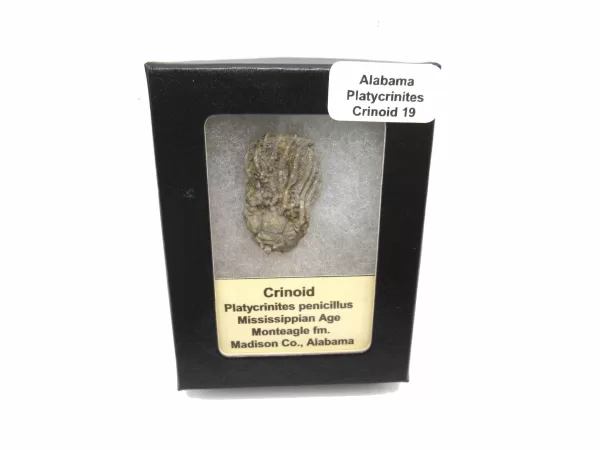 Genuine Mississippian Age Platycrinites Crinoid Box Fossil for Sale from Alabama #19