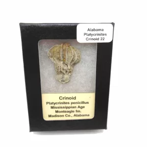 Genuine Mississippian Age Platycrinites Crinoid Box Fossil for Sale from Alabama #22