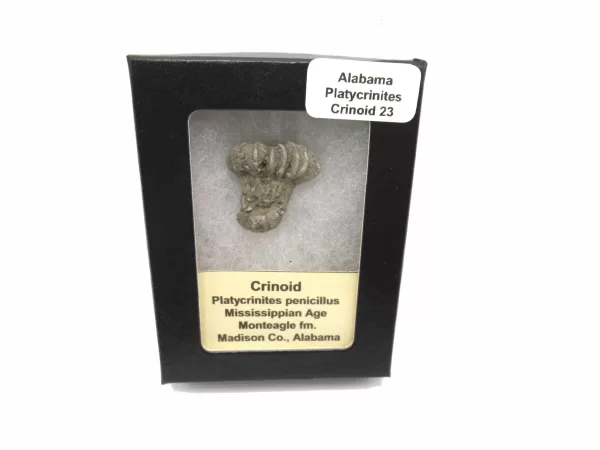 Genuine Mississippian Age Platycrinites Crinoid Box Fossil for Sale from Alabama #23