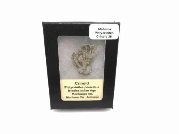 Genuine Mississippian Age Platycrinites Crinoid Box Fossil for Sale from Alabama #26