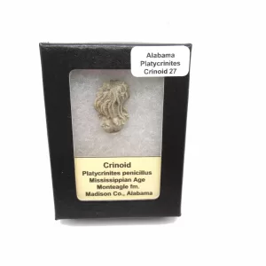 Genuine Mississippian Age Platycrinites Crinoid Box Fossil for Sale from Alabama #27