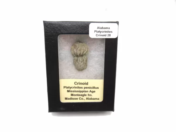 Genuine Mississippian Age Platycrinites Crinoid Box Fossil for Sale from Alabama #28