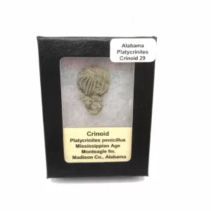 Genuine Mississippian Age Platycrinites Crinoid Box Fossil for Sale from Alabama #29