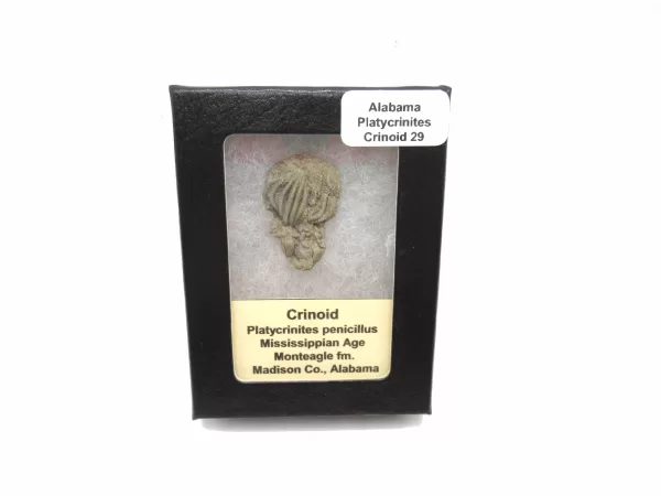 Genuine Mississippian Age Platycrinites Crinoid Box Fossil for Sale from Alabama #29