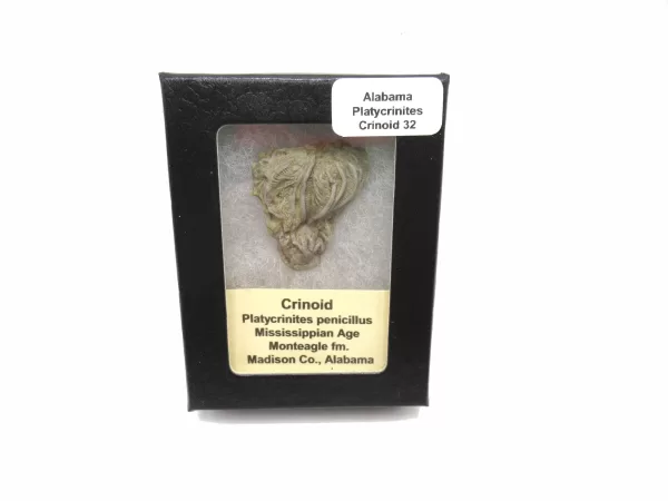 Genuine Mississippian Age Platycrinites Crinoid Box Fossil for Sale from Alabama #32