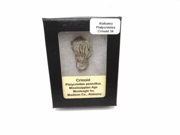 Genuine Mississippian Age Platycrinites Crinoid Box Fossil for Sale from Alabama #34