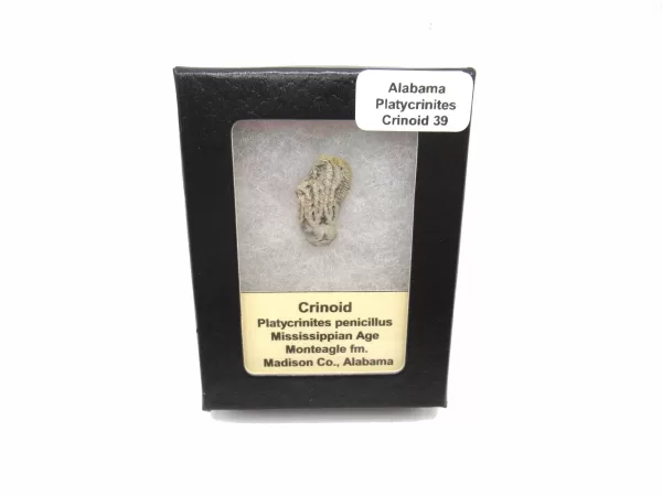 Genuine Mississippian Age Platycrinites Crinoid Box Fossil for Sale from Alabama #39