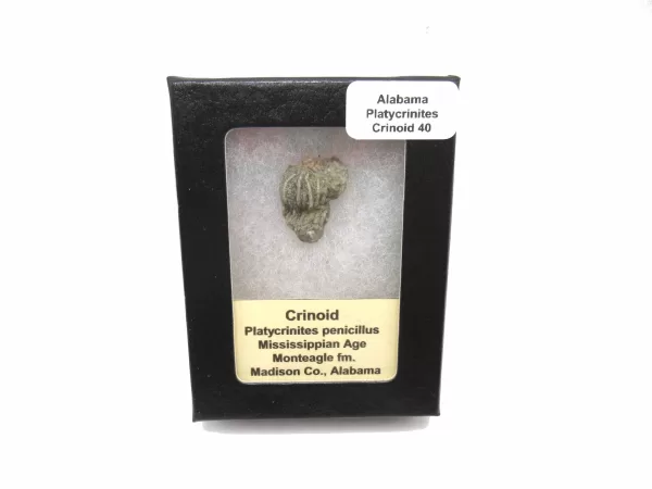 Genuine Mississippian Age Platycrinites Crinoid Box Fossil for Sale from Alabama #40