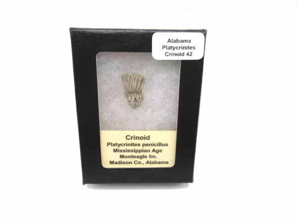 Genuine Mississippian Age Platycrinites Crinoid Box Fossil for Sale from Alabama #42