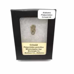 Genuine Mississippian Age Platycrinites Crinoid Box Fossil for Sale from Alabama #44