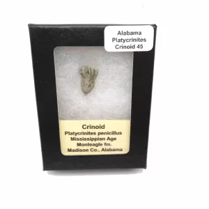 Genuine Mississippian Age Platycrinites Crinoid Box Fossil for Sale from Alabama #45