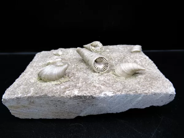 Arkansas Horn Coral Fossils for Sale #10 - Image 2