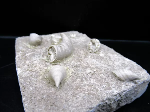 Arkansas Horn Coral Fossils for Sale #10 - Image 4