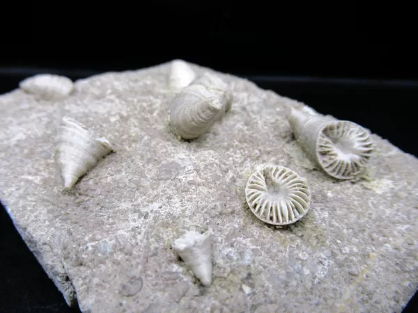 Arkansas Horn Coral Fossils for Sale #10 - Image 3