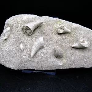 Arkansas Horn Coral Fossils for Sale #11