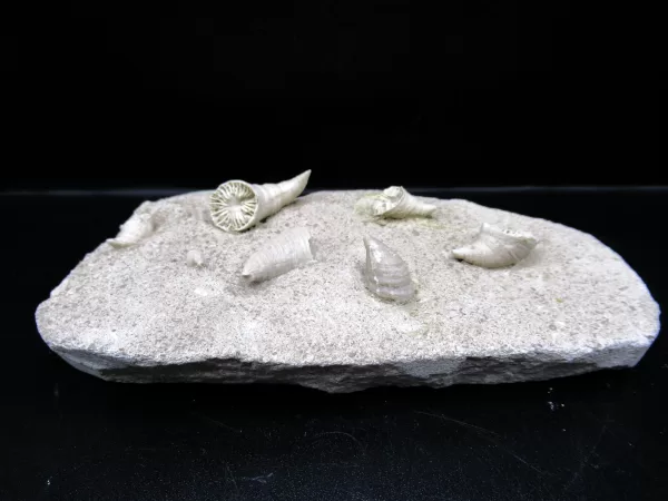 Arkansas Horn Coral Fossils for Sale #11 - Image 2