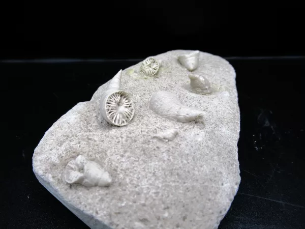 Arkansas Horn Coral Fossils for Sale #11 - Image 4