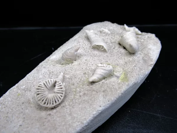 Arkansas Horn Coral Fossils for Sale #11 - Image 3