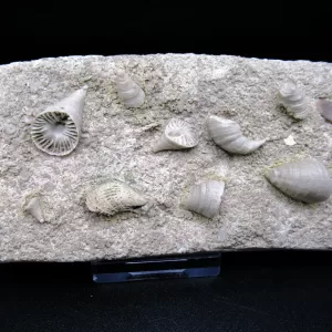 Arkansas Horn Coral Fossils for Sale #12