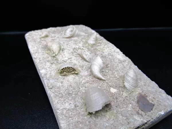 Arkansas Horn Coral Fossils for Sale #12 - Image 4