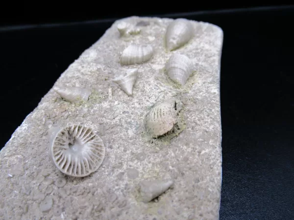 Arkansas Horn Coral Fossils for Sale #12 - Image 3
