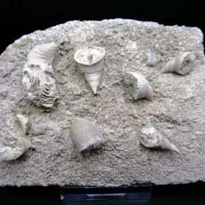 Arkansas Horn Coral Fossils for Sale #13