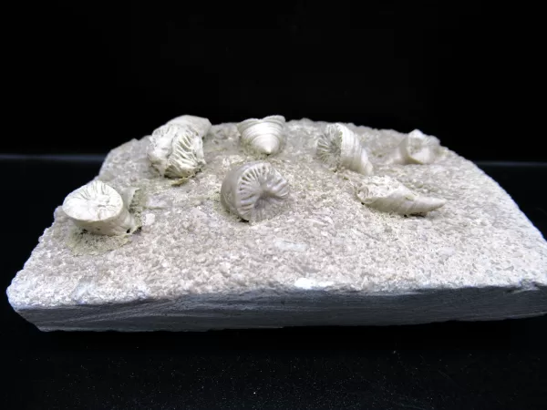 Arkansas Horn Coral Fossils for Sale #13 - Image 2