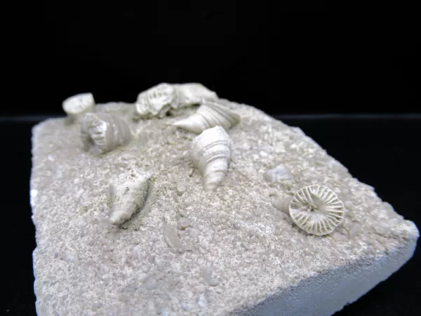 Arkansas Horn Coral Fossils for Sale #13 - Image 4