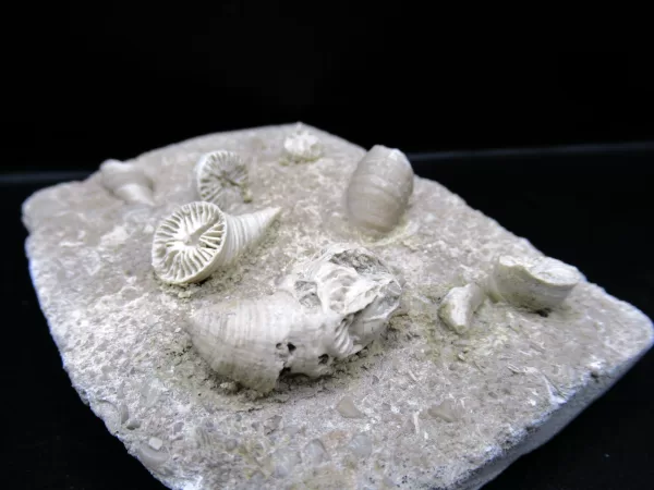 Arkansas Horn Coral Fossils for Sale #13 - Image 3