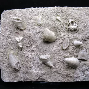 Arkansas Horn Coral Fossils for Sale #14
