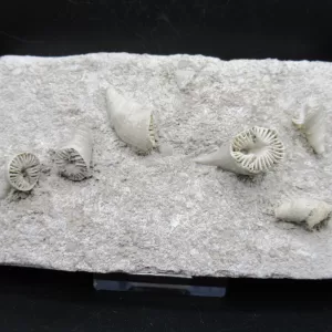 Arkansas Horn Coral Fossils for Sale #2