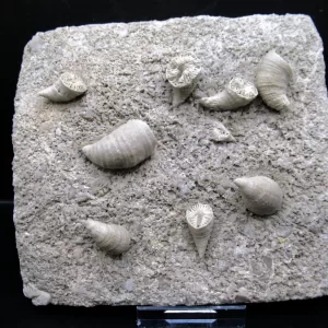 Arkansas Horn Coral Fossils for Sale #3