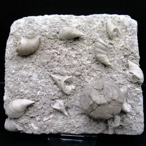 Arkansas Horn Coral Fossils for Sale #4