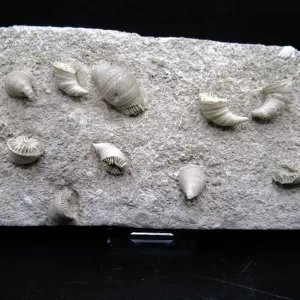Arkansas Horn Coral Fossils for Sale #5