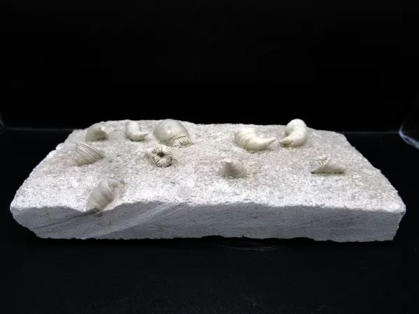 Arkansas Horn Coral Fossils for Sale #5 - Image 2