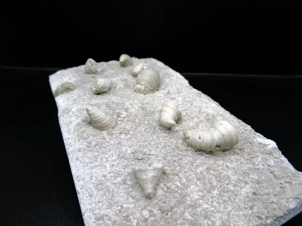 Arkansas Horn Coral Fossils for Sale #5 - Image 4