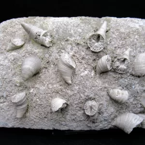 Arkansas Horn Coral Fossils for Sale #6