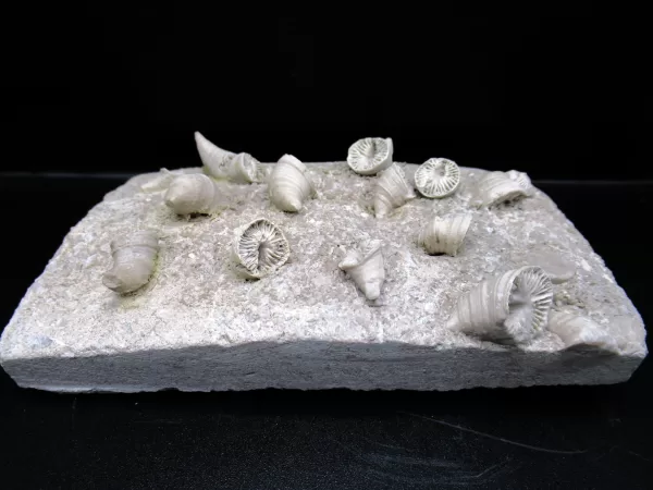 Arkansas Horn Coral Fossils for Sale #6 - Image 2