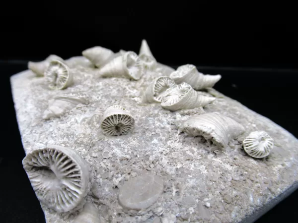 Arkansas Horn Coral Fossils for Sale #6 - Image 4