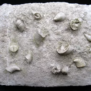 Arkansas Horn Coral Fossils for Sale #7