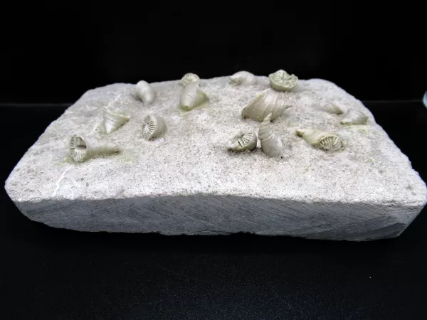 Arkansas Horn Coral Fossils for Sale #7 - Image 2