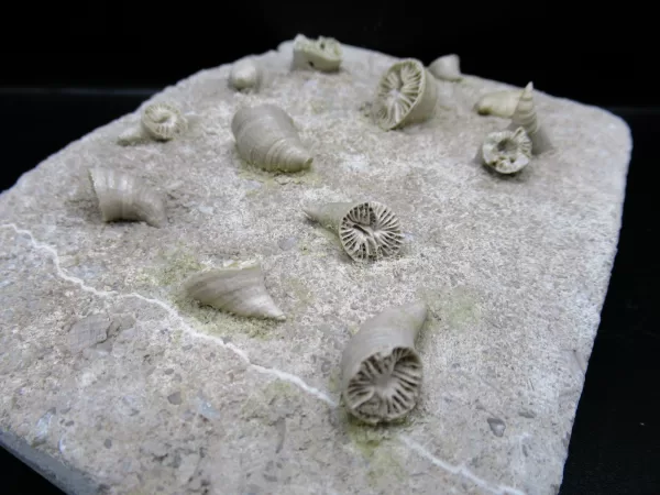 Arkansas Horn Coral Fossils for Sale #7 - Image 3