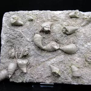 Arkansas Horn Coral Fossils for Sale #8