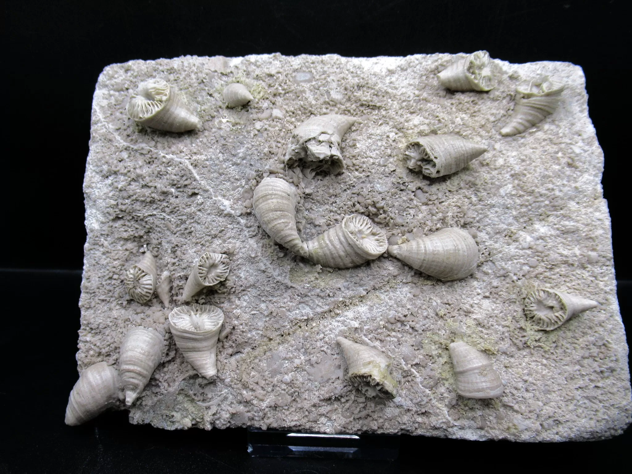Arkansas Mississippian Neozaphrentis Coral 8 | Fossils for Sale